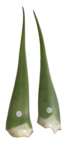 Hoja de Aloe Vera Fresca Natural Gel Ecologico certificado (5)