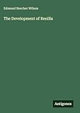The Development of Renilla