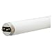 Ecolux Starcoat Linear Fluorescent Lamp, 32 watt, T8, Medium 2-Pin (G13) Base, 82 CRI, Cool White