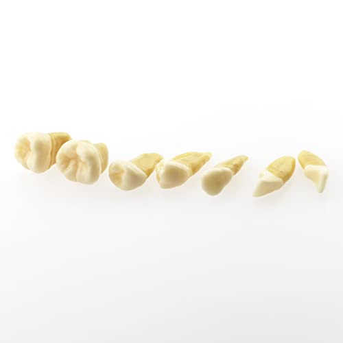 Dentalmall ® 1 Pc Dental Demonstration Teeth Model - Standard Study Teaching Dental Mode With All Removable Teeth #4004 01