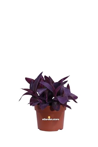 Pianta di Tradescantia Pallida Purpurea Pianta di Erba Misera pianta da esterno pianta da fiore pianta ricadente pianta ornamentale di Tradescantia pianta vera venduta da eGarden.store