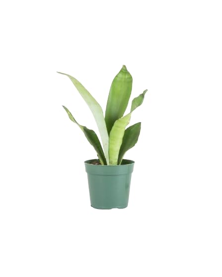 Planta Natural de interior Sansevieria Moonshine o Lengua de Tingre Planta Resistente