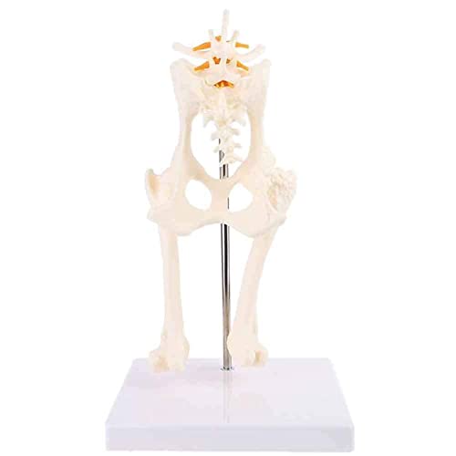 Bildungsmaterialien, Modellmodellbaugruppe, Modellstudie des Skeletts