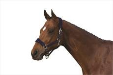 Roma Fleece Shaped Headcollar Desertcart Seychelles