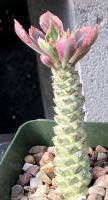 Variegated Euphorbia Guentheri 2" Seedling, Rare Monadenium Succulent Plant by Exotic-Suc…