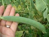 50 Seeds of Vegetable Pea Show Perfection