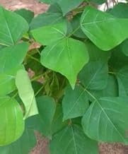 Kalyana Murungai Stem Cuttings, Pangara, Coral Tree Stem, Erythrina Variegata Plant Stem Cuttings - 2 Nos (B0DDQ17XN8) Amazon Price History, Amazon Price Tracker