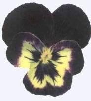 業務用 押し花 パンジー ミックス色 大容量 500枚ドライフラワー ベスト デコ レジン 封印 業務用 押し花 ビオラ ミックス色 大容量  500枚ドライフラワー 業務用 押し花　パンジー　ミックス色 大容量 500枚ドライフラワー デコ レジン 封印