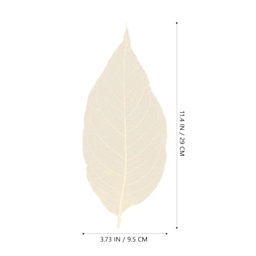 Hojas de Magnolia Esqueleto Blanqueadas Blancas para Manualidades miniatura 5