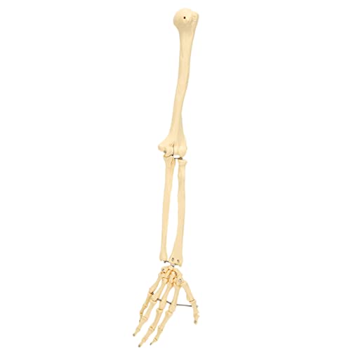 Arm Bone Model, ANGGREK Professional Human Hand Arm Bone Model Upper Bone Model Anatomical Arm Model for Teaching Demonstration