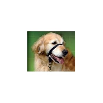 gentle leader golden retriever