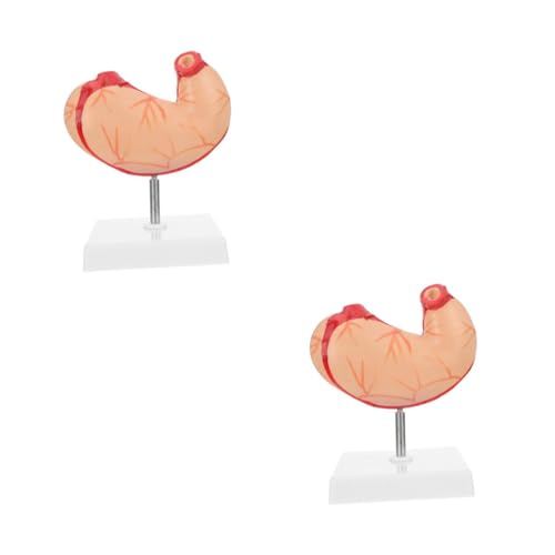 Modèle d'anatomie gastrique Alipis plastique modèle anatomique estomac école 2pcs