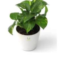 Nature Air Purifier Good Luck Money Plant With 5 Gram Fertilizer Free Easy to Grow Real Indoor Plant for Home Living Room Kitchen, Office, Table (Money Plant 1) (B09XMVZPXJ) Amazon Price History, Amazon Price Tracker