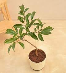 Chikoo plant grafted (pack of 1)-image-13