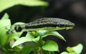Swimming Creatures™ 5 Otocinclus Catfish (1-1.5") Freshwater Aquarium Fish 100% Live Arrival Guarantee