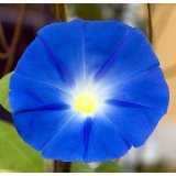 Heavenly Blue Morning Glory 750 Seeds