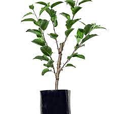 Grafted Sapling Stage