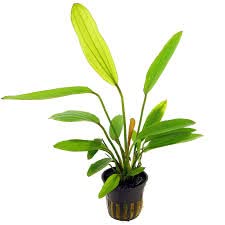 Maalavya Echinodorus Rose Live Aquarium Aquatic Live Plant with Pot 3 to 5 leaves (Pack Of 2) (B0BN6D53QF) Amazon Price History, Amazon Price Tracker