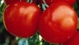 La herencia de tomate Marglobe altos rendimientos Humedad 200 semillas/Enfermedades / resistente a las grietas
