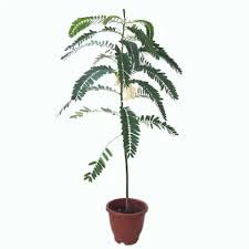 Questa Nursery All Time Sesbania Bok Phool Flower Live Plant Cheera,Spinach Agathi Keerai Flower Plant (B0D225TW1Y) Amazon Price History, Amazon Price Tracker