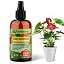 ANTHURIUM Plants Superfood