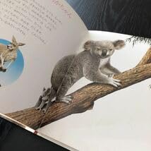 ２0冊　しぜん　キンダーブック　フレーベル館　子供　絵本　知育　図鑑 Amazon.co.jp: ケ20 しぜん コアラ キンダーブック 絵本 子供