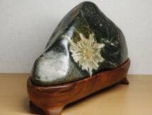 Amazon.co.jp: 白菊2.6kg 菊花石 菊紋石 小菊石 花紋石 原石 鑑賞石