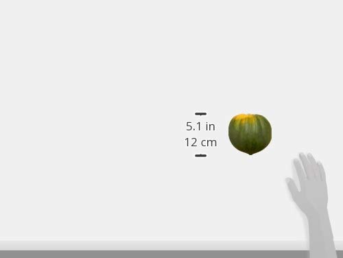 Organic Acorn Squash