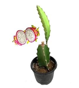 Image of Dragon Fruit Live Plant | Healthy Pitaya Cactus Plant for Home & Outdoor Gardening | Fast Growing | Easy Maintenance | Pack of 1