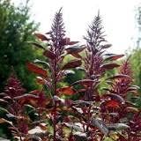 Dirt Goddess Bulk Organic Red Garnet Amaranth Seeds (1/2 Lb) Non-GMO
