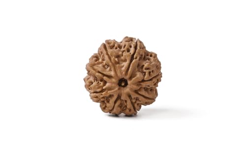 Image of Gemsmantra Energized 8 Mukhi Rudraksha Bead, Original Nepali Lab Certified, Natural Spiritual Accessory for Meditation and Spiritual Use for Men and Women (Regular Size)