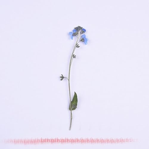 20 Piezas de Tallos Prensados de Flores Secas Naturales miniatura 4