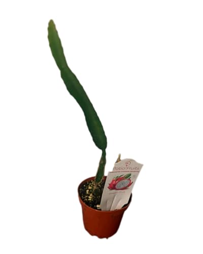 Dragon Fruit Plant – Live Pitaya Cactus in 4” Pot