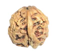 GemSapphire Natural Ganesh Rudraksha - Indonesia by Lab Certified