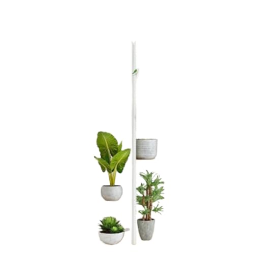 Sefoemutt[X^h 5 iKiAI kX^CI S؍ސw|bgX^h |[bN oRj[rOp (6w7,I[N)