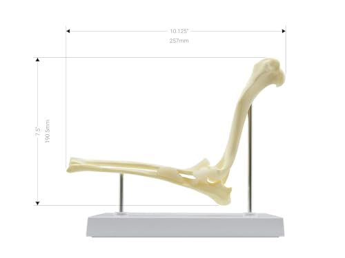 Image of Dog Skeleton Model,Canine Knee Model /Canine Elbow Model /Canine Hip Model,Normal Knee Joint Replica for Canine Anatomy for Veterinary Office Educational Tool Organs Model (Canine Elbow)