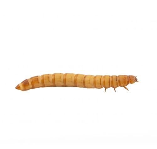 AntHouse Tenebrio Molitor – Ración Pequeña 150-200 Unidades – Gusanos de Harina Vivos para Hormigas y Mascotas – Alta Proteína Natural – Resistentes, Fáciles de Criar Caza