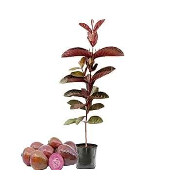 Image of Taiwan Pink Guava Plant Healthy Pink Guava plant grown By Air layering And Grafting For Early Fruiting Taiwan guava plant,CF SG53