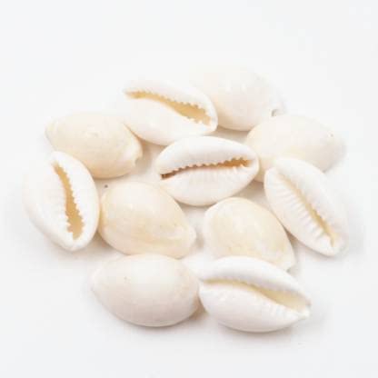 Pooja Kodi Set Safed Kaudi Set Safed Kauri Set Peck of 51 Pieces , White