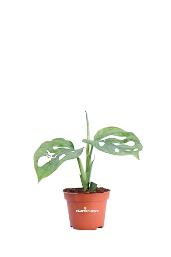 Pianta di Monstera Monkey Leaf o Monstera Adansonii pianta tropicale da arredo interno pianta ornamentale vera venduta da eGarden.store (Vaso 6 cm)