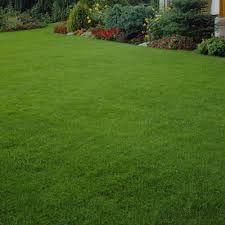 Korean carpet garden grass seeds || garden grass seeds for korean carpet (10000 seeds) (B0CL7MHDG2) Amazon Price History, Amazon Price Tracker