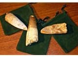 DINOSAURS ROCK® 1 Genuine Spinosaurus Tooth - Real Fossil Dinosaur Tooth - 1 1/2"