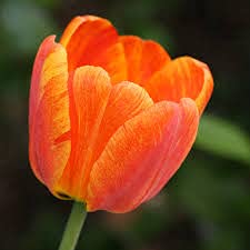 Radha Krishna Agriculture Flower Bulbs Tulip Imported Flower Bulbs For Cultivation (Orange, Pack Of 1 Bulbs)(Radha Krishna Agriculture). (B082GWQNVV) Amazon Price History, Amazon Price Tracker