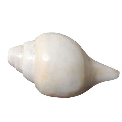 Image of Divine Harmony: Jellybean Retails Vamavarti Large Original Loud Blowing Shankh|Conch - 400g approx, 6.5 to 7 Inch (Size Guarantee - Quality Matters)