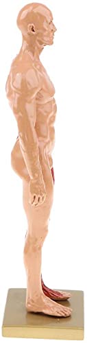 Image of BONEW 30CM Male and Female Resin Human Anatomical Anatomy Skull Head Body Model Muscle Bone Model Medical Lab Reference Model Red (Male)