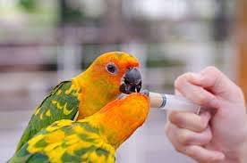 SN AQUATIC Hand Feeding Syringe with Curve Tip Suitable for Birds/Puppy/Kitten/Dog//Hamster (12ML) 1