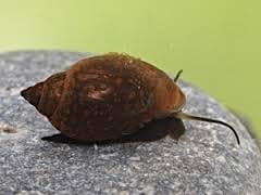 (10) Live Freshwater Bladder Snails from Great Feeders !!!