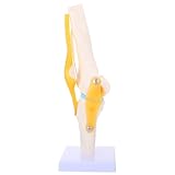IMIKEYA Lebensgroßes Kniegelenk Modell aus Pvc für Medizinische Anatomie mit Biegefunktion und Abduktion als Lehrhilfe für Medizinische Ausbildung und Labor