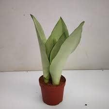 See full amazon price history chart for Greenursery sansevieria live Indoor Plant For Home and Garden with Pot (Pack of 1) (Moonshine) Greenursery sansevieria live Indoor Plant For Home and Garden with Pot (Pack of 1) (Moonshine) (B0CRH2JKWX) Amazon Price History, Amazon Price Tracker