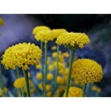 Perenne fragante Santolina Cottton Fiore Della Lavanda (30 semi)